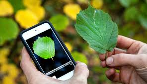 Using The Leafsnap Uk App To Identify A Tree From Its Leaf