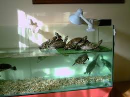 Fill the tank with enough water for the turtle to swim comfortably. 18 Turtlette Ideas Turtle Water Tank Turtle Pond