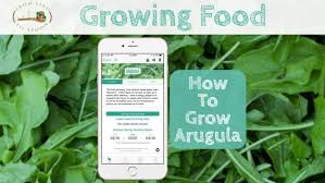 Arugula How To Grow And When To Plant