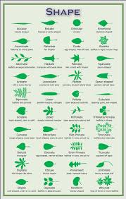 Leaf Diagrams