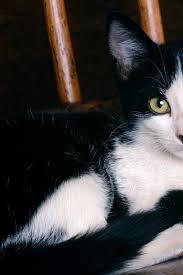 640x960 Cute Black And White Cat Iphone
