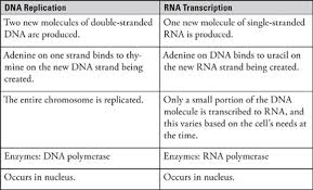 Transcription And Translation Subject Review Sat Biology