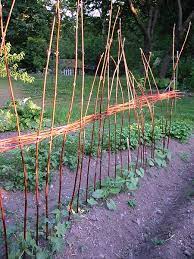Build A Wattle For Your Pole Beans