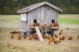 How to Build a Chicken Coop | Nature's Best Organic Feeds