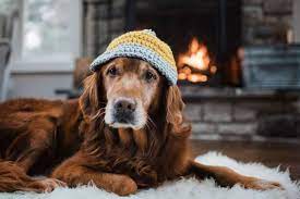 Bien habiller son chien pour l&#39;hiver – One PETS-TOP