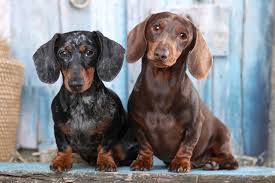 Also, docson isn't tall nor that like that! What Health Problems Are Dachshunds Prone To I Love Dachshunds