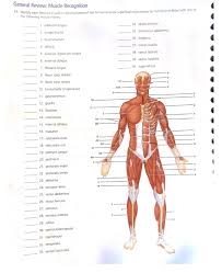 Musclewiki provides an interactive diagram of all the muscles. Solved General Review Muscle Recognition Identify Each L Chegg Com