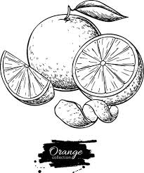 orange fruit black and white vector