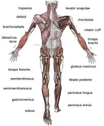 Difference Between Cardio Muscles And Skeletal Muscles