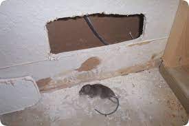 Orlando Fl Dead Rat Removal