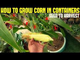 how to grow corn in containers with