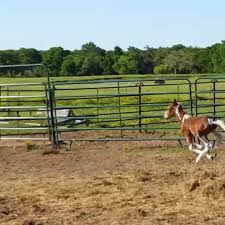Colt Zoomies Zoomies Baby Colt Foal Aries
