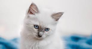 Their meow is a quiet, chirping trill, and do not display the independence and aloofness for which other felines catlana ragdolls is a reputable breeder and has been raising beautiful rag doll kittens since 1999. Ragdoll Kittens For Sale In Chicago Illinois Midwest Wisconsin Indiana