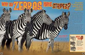 Plains zebras live in several countries, from sudan to zimbabwe. Why Do Zebras Have Stripes Nwf Ranger Rick