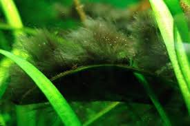remove black beard algae in aquariums