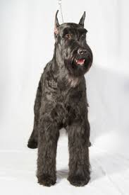 Seven Facts About Owning A Giant Schnauzer American Kennel