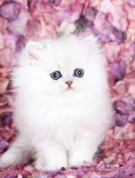Both moms and dad are felv/fiv free. Silver Persian Kittens For Sale Teacup Persian Kittens Cute Baby Animals Fluffy Kittens