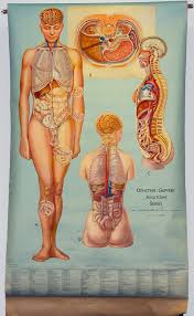 Anatomical Charts In The University Of Virginia Health
