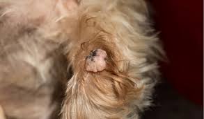 benign skin tumors in dogs petcoach
