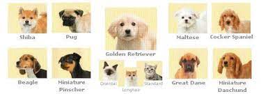bunlock basset hound:/b reach 9,800 traine., nintendogs + cats… What Are The Different Breeds In Nintendogs Cats On The 3ds Outcyders
