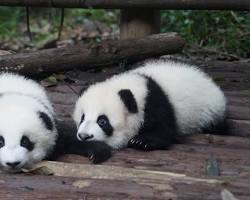 Gambar Anak Panda yang Menggemaskan