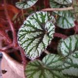 Cuidados Begonia | Guía Practica | Pur Plant