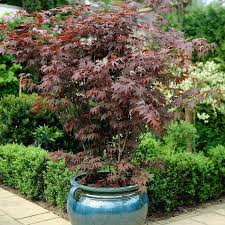 10 types of anese maples the