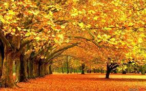 秋天景色的作文，描写秋天景色的作文