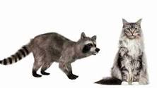 can-a-cat-mate-with-a-raccoon