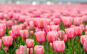 tulips spring flowers plants desktop