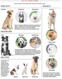 The Family Tree Of Dogs Technology News The Indian Express