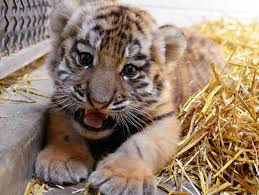 indianapolis zoo hopes rare tiger birth