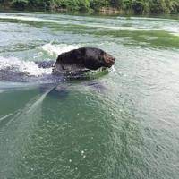 Fisherman gets up-close with bear at Fishtrap Lake | Top News |  news-expressky.com