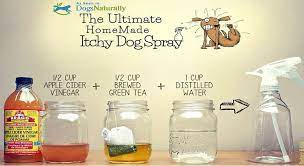 diy natural anti itch spray for dogs