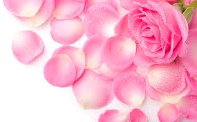 pink rose petals water drops desktop hd