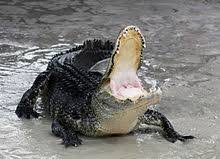 American Alligator Wikipedia