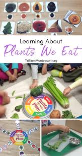 It's all about a food and nutrition theme! Plants We Eat Trillium Montessori Preschool Food Preschool Cooking Activities Preschool Cooking