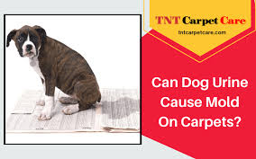 can dog urine cause mold on carpets