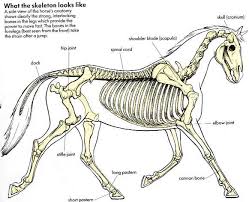 Reference Pictures Horse Anatomy Horse Drawings Horse Bones
