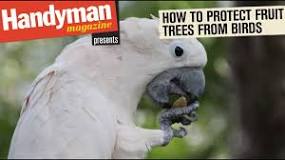 how-do-you-keep-parrots-out-of-fruit-trees