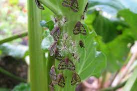 common garden pests and