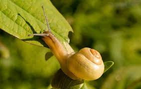 Snails In Your House And Garden