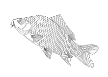 Fisch malvorlagen 05 ausmalbilder kostenlos zum ausdrucken. Ausmalbilder Fische Krebse Seepferdchen Kraken Quallen Muscheln