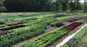 Vegetable Succession Planting Chart
