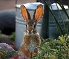keep squirrels rabbits and rodents