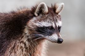 Raccoons are very common here. 10 Exotic Pets That Are Legal To Own In New Jersey Pethelpful By Fellow Animal Lovers And Experts