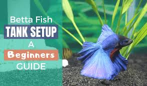 How to Set Up a Betta Fish Tank (Starter Guide) gambar png