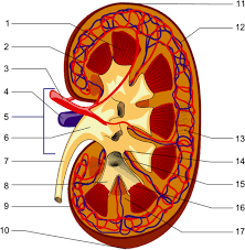 The contents of the nephrons drain into the innermost part of the kidney and the urine collects there before it flows into the ureter to be carried to the bladder for. Multiple Choice Questions On The Anatomy Of Kidneys Hubpages