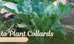 To Plant Collards In North Ina
