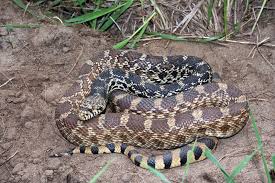 Gopher snake — noun 1. Bullsnake Definition And Synonyms Of Bullsnake In The English Dictionary